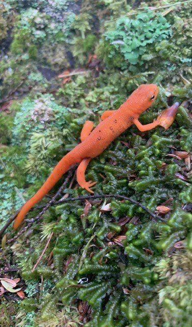 nature image, red eft lizard on moss
